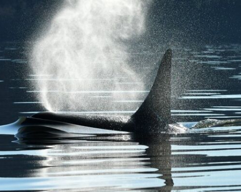 Seattle Whale Watching Adventure