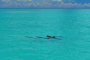 Key West Dolphin Cruise and Snorkel Adventure