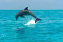 Key West Dolphin Cruise and Snorkel Adventure