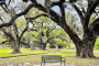 New Orleans Historic Neighborhoods and Nature Tour