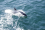 Vilano Beach Dolphin Watching Scenic Cruise