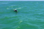 Anna Maria Island Dolphin Watching Cruise