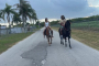 Miami Horseback Riding and Farm Visit