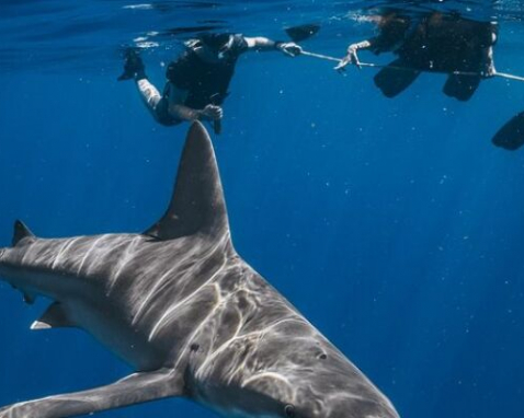 Lake Park Shark Snorkel Adventure Experience