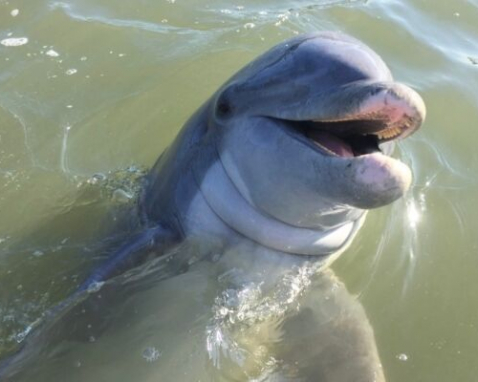 Hilton Head Island Private Dolphin Spotting