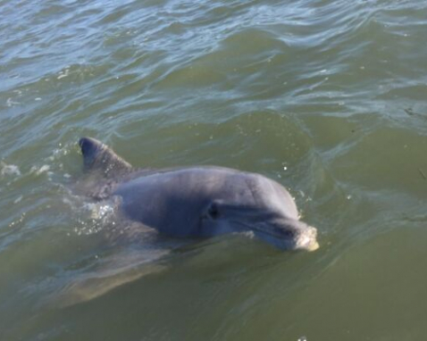 Private Dolphin Tour to Disappearing Island