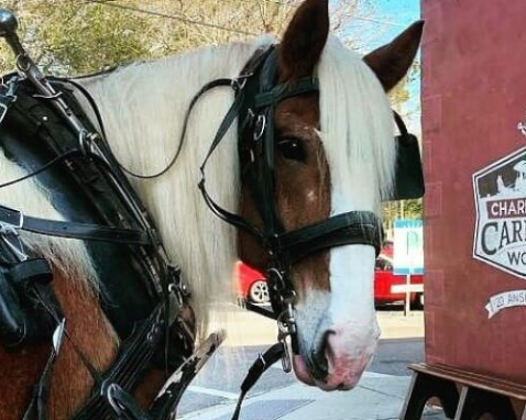 Charleston Historic Carriage Tour Experience