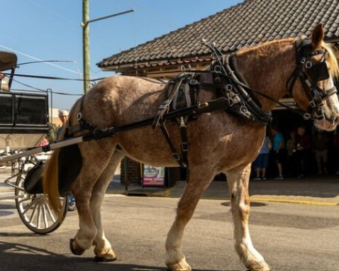 Charleston Private Horse-Drawn Carriage Tour