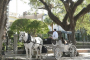 Charleston Private Horse-Drawn Carriage Tour