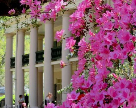 Louisiana Plantation History Guided Tour