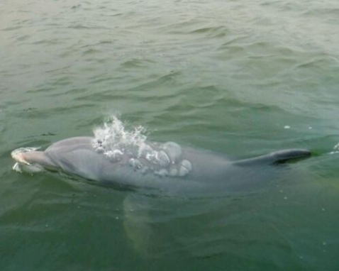 Dolphins And Donuts Tour