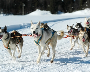 Hilltown Winter Dog Sled Tour | Tickets and Gift Certificates From $350