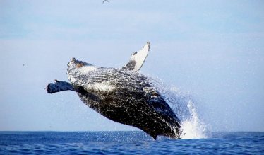 Whale Watching in Monterey - Xperience Days