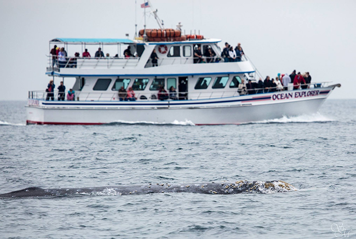 Whale and Dolphin Watching Cruises With Davey's Locker Tickets